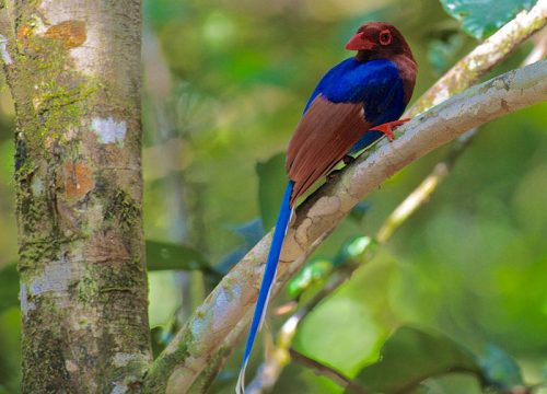 Blue Magpie