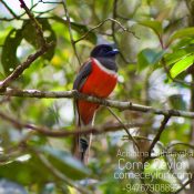 a bird sitting on a branch in sinharaja rain forest. Come Ceylon bird watching tours
