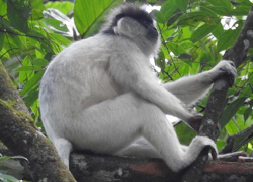 Monkey Watching
