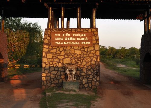 Yala National Park Safari Come Ceylon