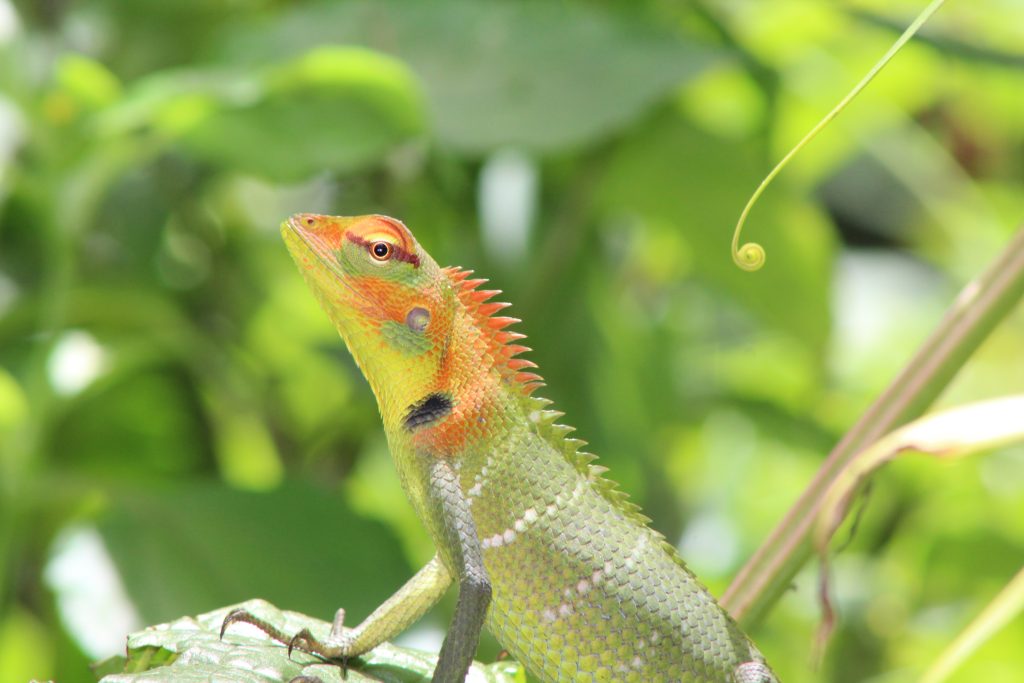 Reptile Watching