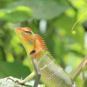 Reptile Watching in Sri Lanka