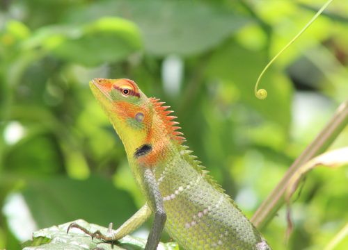 Reptile Watching