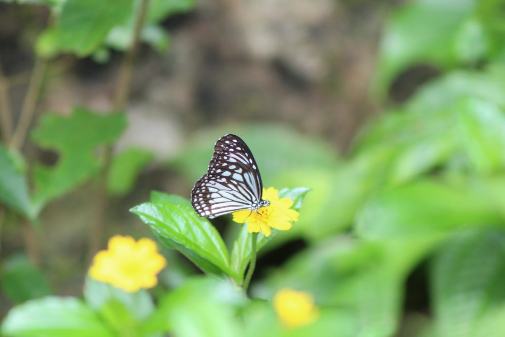 Butterfly Watching