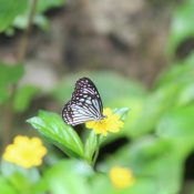 Butterfly Watching in Sri Lanka