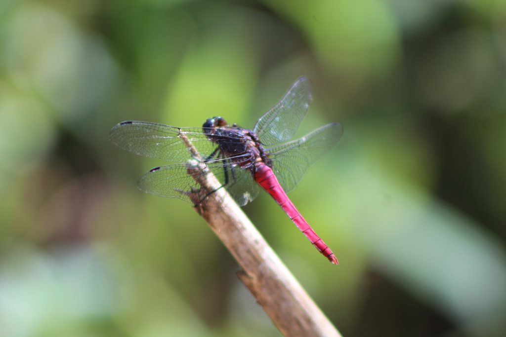 Dragonfly Watching