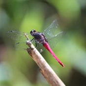 Dragonfly Watching in Sri Lanka