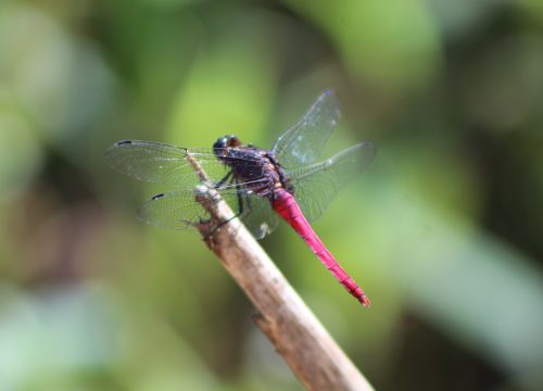 Dragonfly Watching