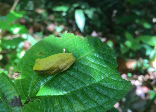 Amphibian Watching